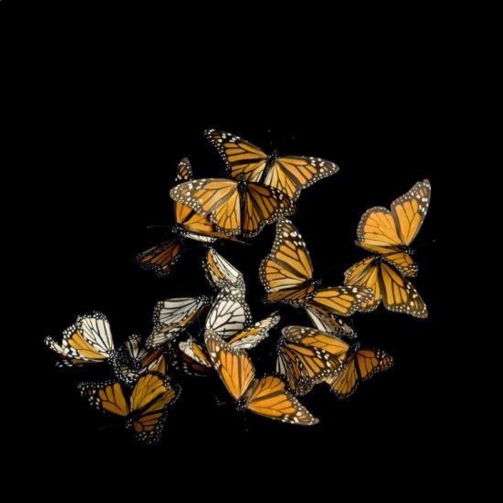 Meet your Posher, Jazzmin